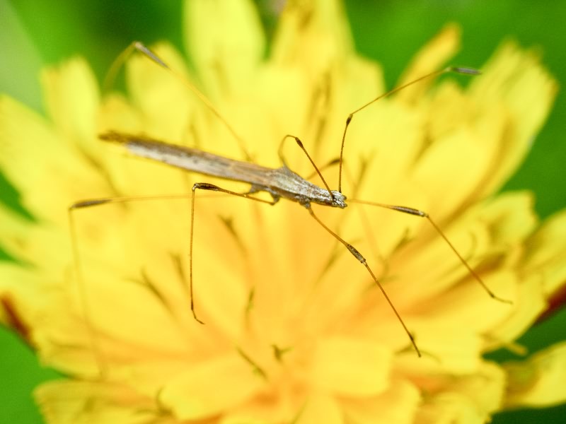 Neides tipularius (Linnaeus, 1758)